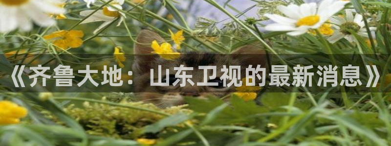 《齐鲁大地：山东卫视的最新消息》